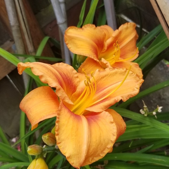 Meet your Posher, Charlaine - Picture 1 of 1